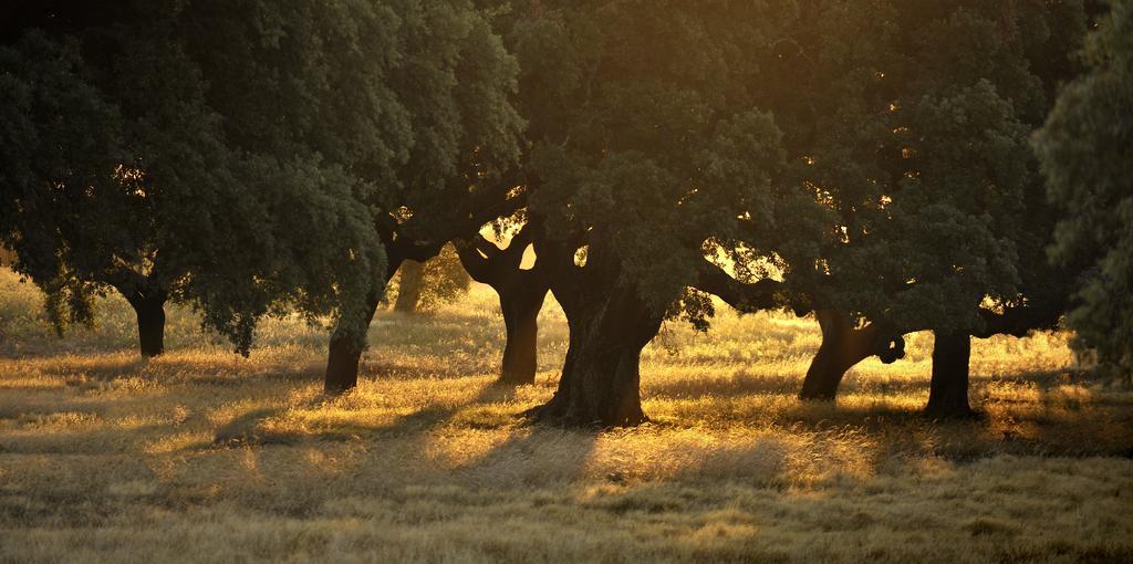 Herdade Das Barradas Da Serra Grândola Extérieur photo