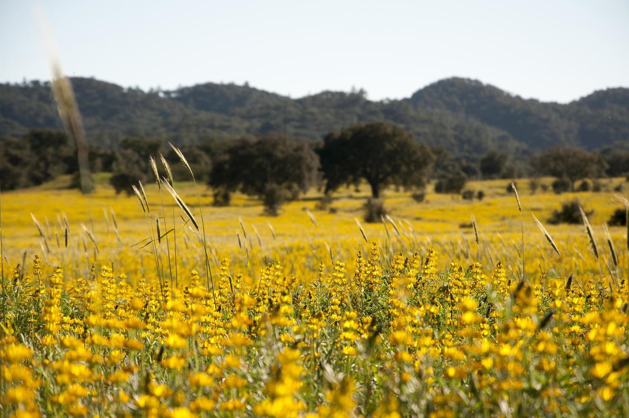 Herdade Das Barradas Da Serra Grândola Extérieur photo